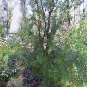 Persoonia juniperina at Budawang, NSW - suppressed