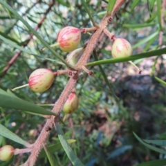 Persoonia juniperina at Budawang, NSW - suppressed