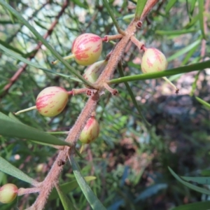 Persoonia juniperina at Budawang, NSW - suppressed