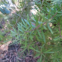 Persoonia juniperina at Budawang, NSW - suppressed