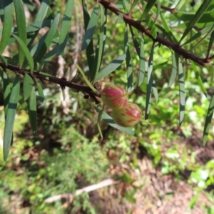 Persoonia juniperina at Budawang, NSW - suppressed