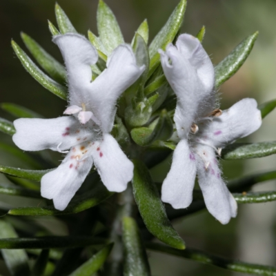 Westringia fruticosa (Native Rosemary) at Bournda, NSW - 2 Mar 2023 by Steve63