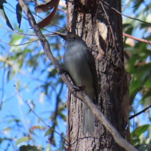 Colluricincla harmonica at Budawang, NSW - 24 May 2023