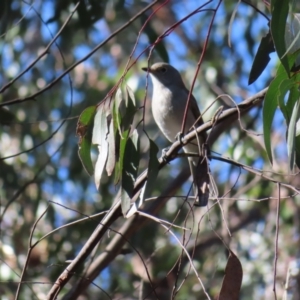 Colluricincla harmonica at Budawang, NSW - 24 May 2023 10:47 AM