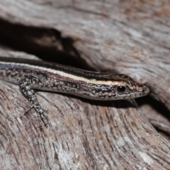 Unidentified Skink at Capalaba, QLD - 23 Apr 2023 by TimL