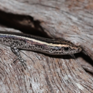Cryptoblepharus pulcher at Capalaba, QLD - 23 Apr 2023 01:15 PM