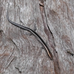 Cryptoblepharus pulcher at Capalaba, QLD - 23 Apr 2023 01:15 PM