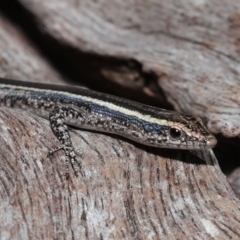 Cryptoblepharus pulcher at Capalaba, QLD - 23 Apr 2023 01:15 PM