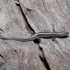 Cryptoblepharus pulcher at Capalaba, QLD - 23 Apr 2023 01:15 PM