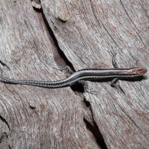 Cryptoblepharus pulcher at Capalaba, QLD - 23 Apr 2023 01:15 PM