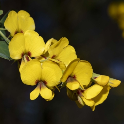 Goodia lotifolia (Golden Tip) at Timbillica, NSW - 25 Sep 2022 by Steve63