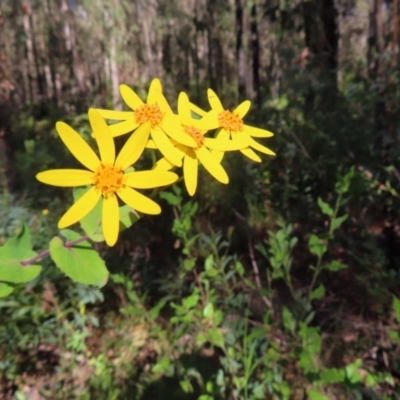 Lordhowea velleioides (Forest Groundsel) at Budawang, NSW - 24 May 2023 by MatthewFrawley