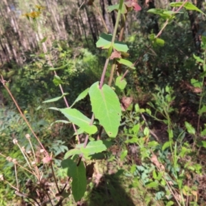 Lordhowea velleioides at Budawang, NSW - 24 May 2023 10:53 AM