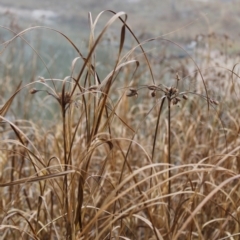 Bolboschoenus (genus) (A Rush/Sedge) at Fadden, ACT - 24 May 2023 by LPadg
