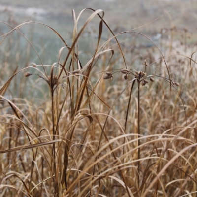 Bolboschoenus sp. (A Rush/Sedge) at Wanniassa Hill - 23 May 2023 by LPadg