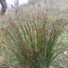 Juncus subsecundus (Finger Rush) at Wanniassa Hill - 23 May 2023 by LPadg