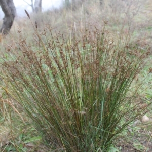 Juncus subsecundus at Fadden, ACT - 24 May 2023