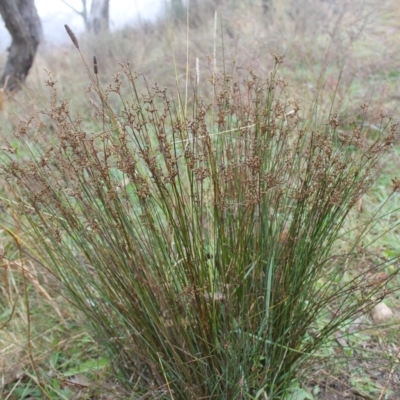 Juncus subsecundus (Finger Rush) at Fadden, ACT - 23 May 2023 by LPadg