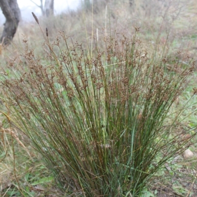 Juncus subsecundus (Finger Rush) at Wanniassa Hill - 23 May 2023 by LPadg