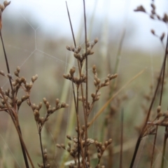 Juncus subsecundus at Fadden, ACT - 24 May 2023