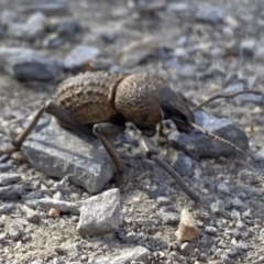 Aterpodes sp. (genus) at High Range, NSW - 22 May 2023 by GlossyGal