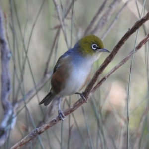 Zosterops lateralis at Budderoo, NSW - 24 May 2023 02:12 PM