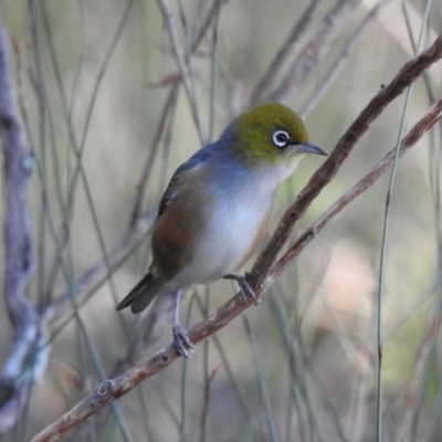 Zosterops lateralis (Silvereye) at Budderoo, NSW - 24 May 2023 by GlossyGal