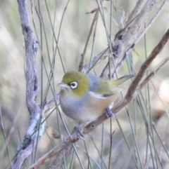 Zosterops lateralis at Budderoo, NSW - 24 May 2023 02:12 PM