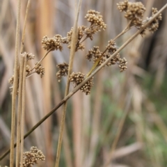 Juncus (genus) (A Rush) at Jerrabomberra, ACT - 24 May 2023 by LPadg