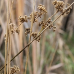 Juncus sp. (A Rush) at Wanniassa Hill - 24 May 2023 by LPadg