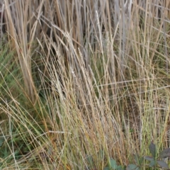 Carex appressa (Tall Sedge) at Wanniassa Hill - 24 May 2023 by LPadg