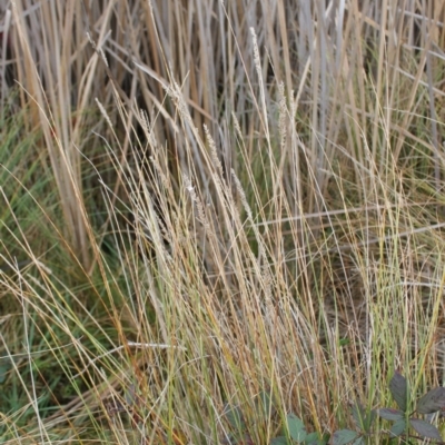 Carex appressa (Tall Sedge) at Wanniassa Hill - 24 May 2023 by LPadg
