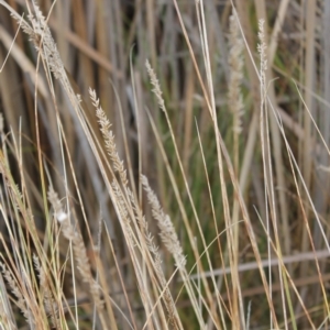 Carex appressa at Jerrabomberra, ACT - 24 May 2023