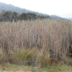 Typha sp. (Cumbungi) at Jerrabomberra, ACT - 24 May 2023 by LPadg