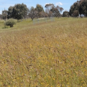 Themeda triandra at Dunlop, ACT - 25 Nov 2022 01:56 PM