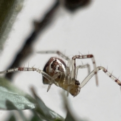 Theridion pyramidale (Tangle-web spider) at Bruce Ponds - 23 May 2023 by Hejor1