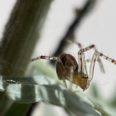 Theridion pyramidale at Bruce, ACT - 23 May 2023 11:20 AM