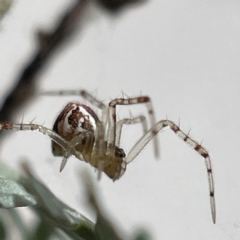 Theridion pyramidale at Bruce, ACT - 23 May 2023 11:20 AM