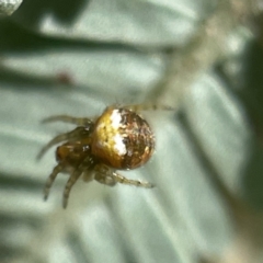 Araneus albotriangulus (White-triangle orb weaver) at Bruce, ACT - 23 May 2023 by Hejor1