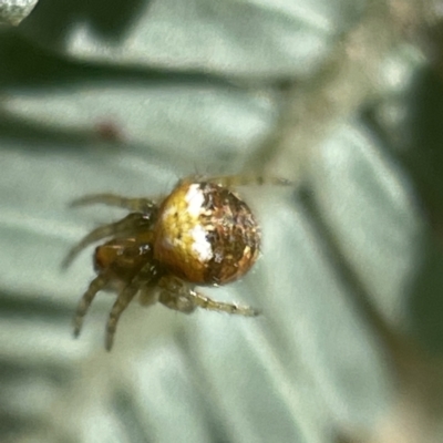 Araneus albotriangulus (White-triangle orb weaver) at Bruce Ridge to Gossan Hill - 23 May 2023 by Hejor1