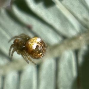 Araneus albotriangulus at Bruce, ACT - 23 May 2023