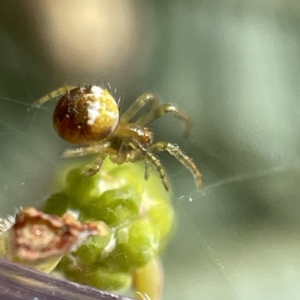 Araneus albotriangulus at Bruce, ACT - 23 May 2023