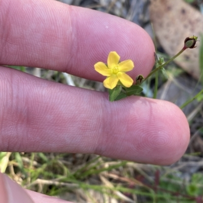 Hypericum gramineum (Small St Johns Wort) at Broulee, NSW - 19 Apr 2023 by Tapirlord