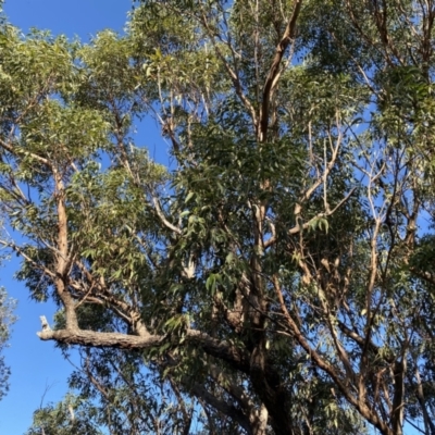 Eucalyptus botryoides (Bangalay, Southern Mahogany) at Broulee, NSW - 19 Apr 2023 by Tapirlord