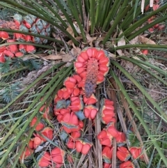 Macrozamia communis (Burrawang) at Broulee, NSW - 18 Apr 2023 by Tapirlord