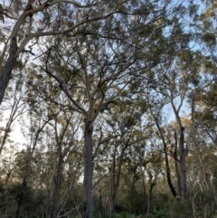 Eucalyptus pilularis (Blackbutt) at Broulee, NSW - 18 Apr 2023 by Tapirlord