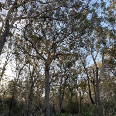 Eucalyptus pilularis (Blackbutt) at Broulee, NSW - 18 Apr 2023 by Tapirlord