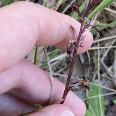 Acianthus exsertus (Large Mosquito Orchid) at Broulee, NSW - 18 Apr 2023 by Tapirlord