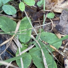 Pterostylidinae (greenhood alliance) (A Greenhood) at Broulee, NSW - 18 Apr 2023 by Tapirlord