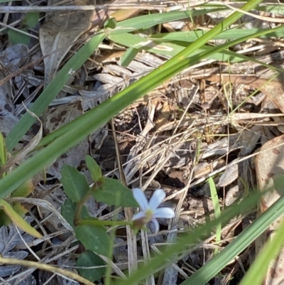 Lobelia purpurascens (White Root) at Broulee, NSW - 18 Apr 2023 by Tapirlord